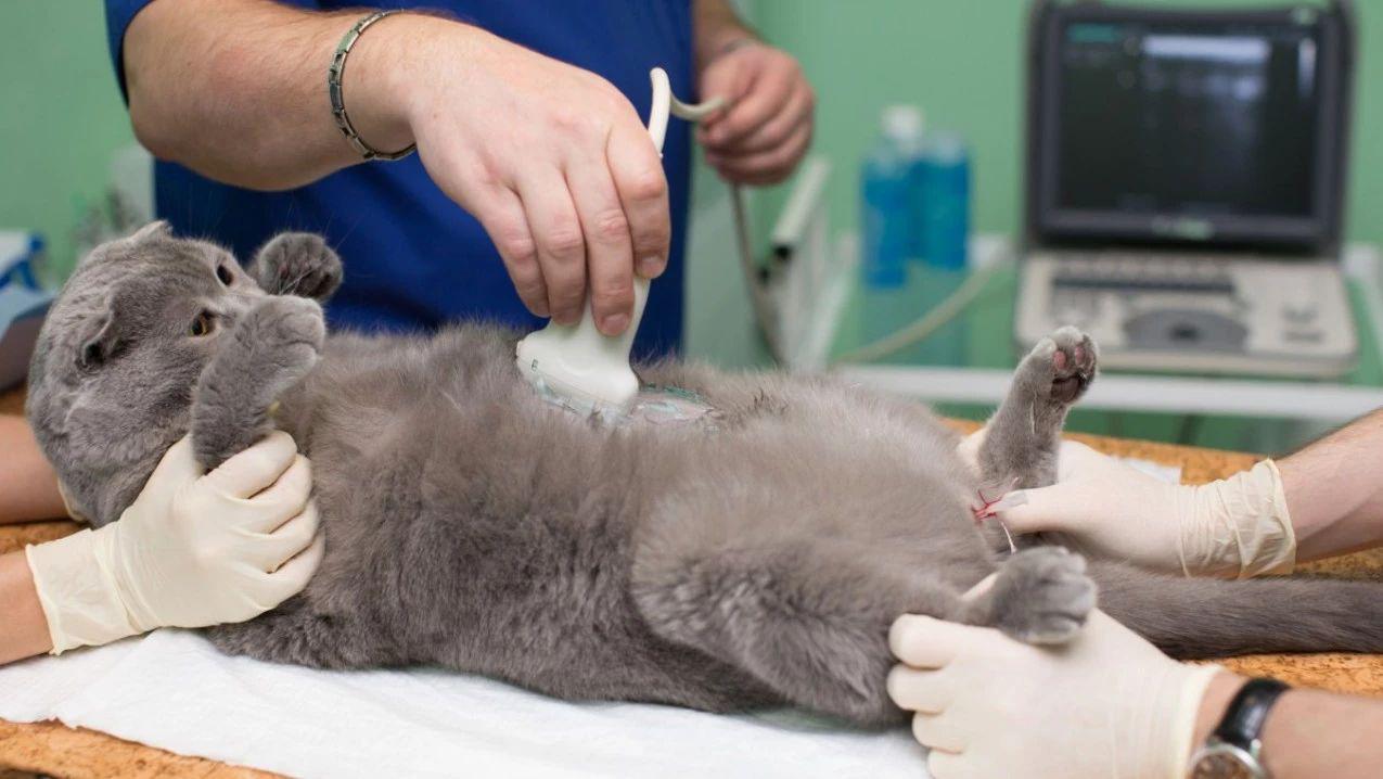 (原凯特道格) 1人 赞同了该文章 心脏病是