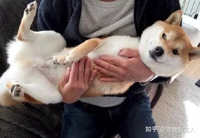 5种常见的抱狗姿势,竟然都是错的,劝你别做! - 知乎