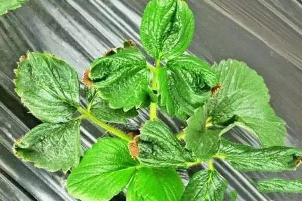 草莓病毒病有什么危害特征?草莓脱病毒繁殖的方法