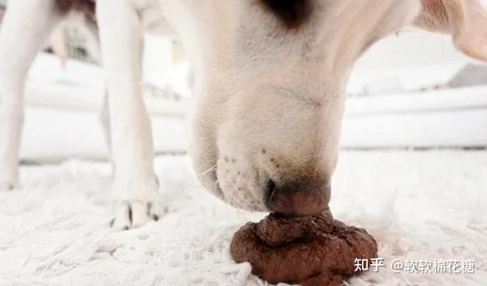 如果狗狗身體缺乏消化酶,食物就不能完全被消化;② 狗狗被馴化前,都是