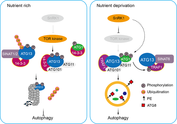 Plant Cell | 中山大学肖仕课题组揭示植物自噬起始调控新机制 - 知乎