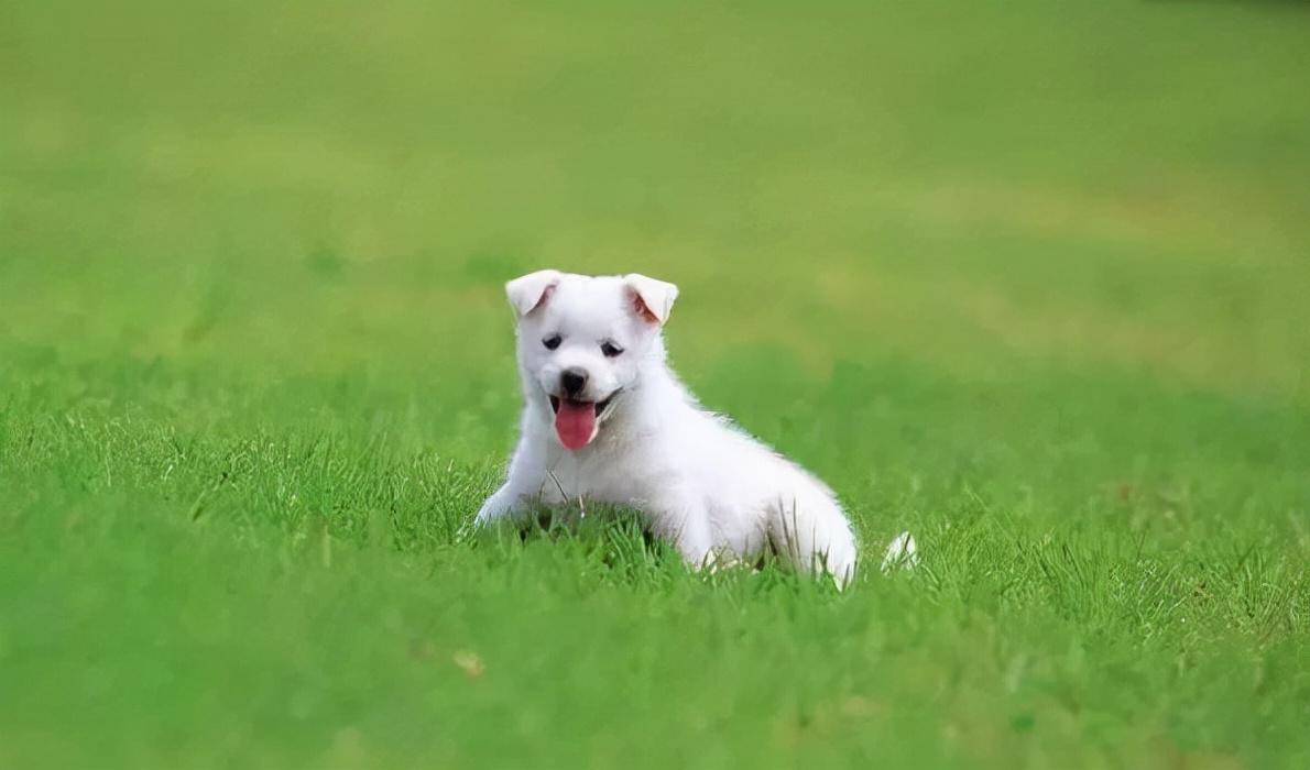 同樣是土狗為什麼中國的土狗就落寞了