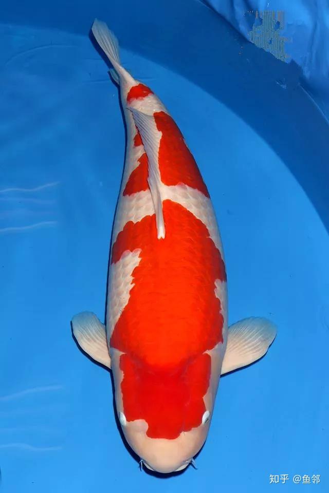 专业就是专业,鲤场专心养鲤,分工明确,养出好鱼养出自己的特色是他们