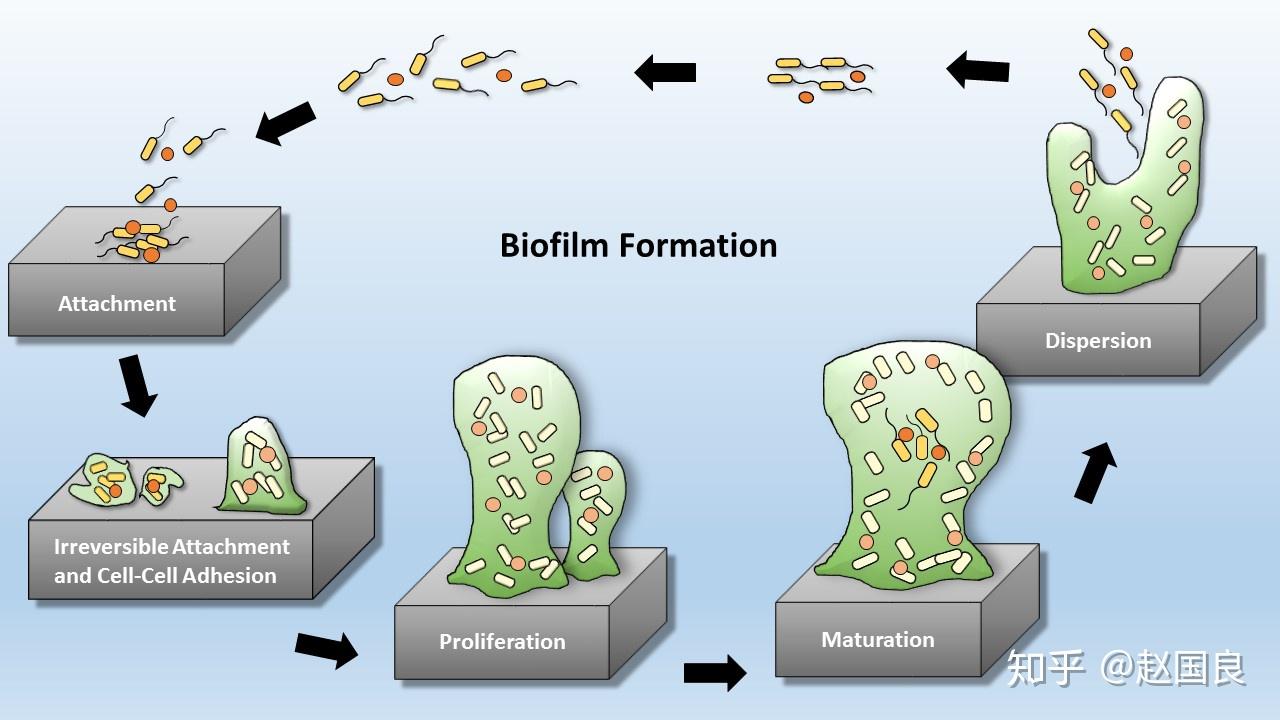 生物被膜形成过程水源中的微生物进入湿巾水处理系统后,会有部分停留