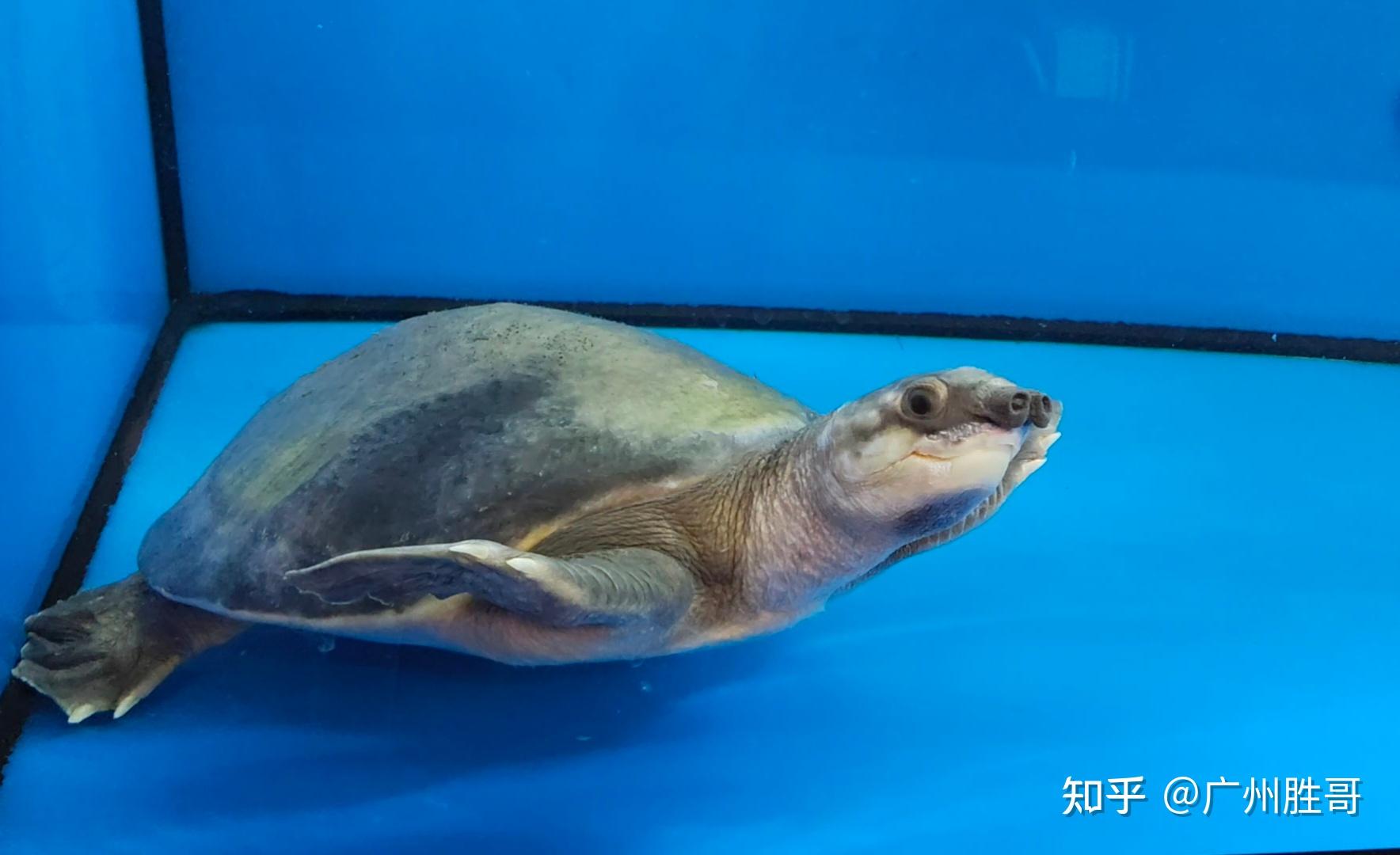 猪鼻龟水性好，饲养它需要注意水质和食物，怎么养好它 - 知乎