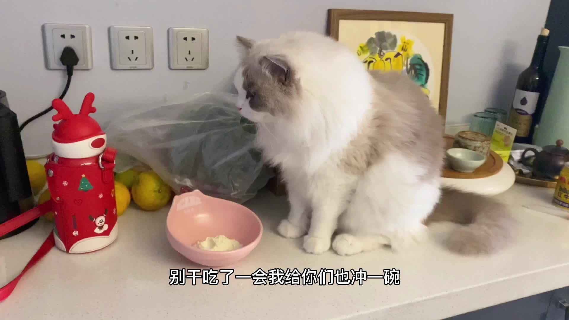 知名网红布偶猫居然偷吃小主人旺仔小馒头谁还不是个宝宝了