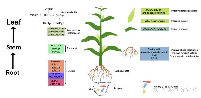 浙江大学李春阳团队综述硒循环过程以及硒对作物的重要作用 - 知乎