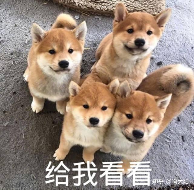 6种“颜值高”但饭量大的狗，网友：白送给我也养不起啊 - 知乎