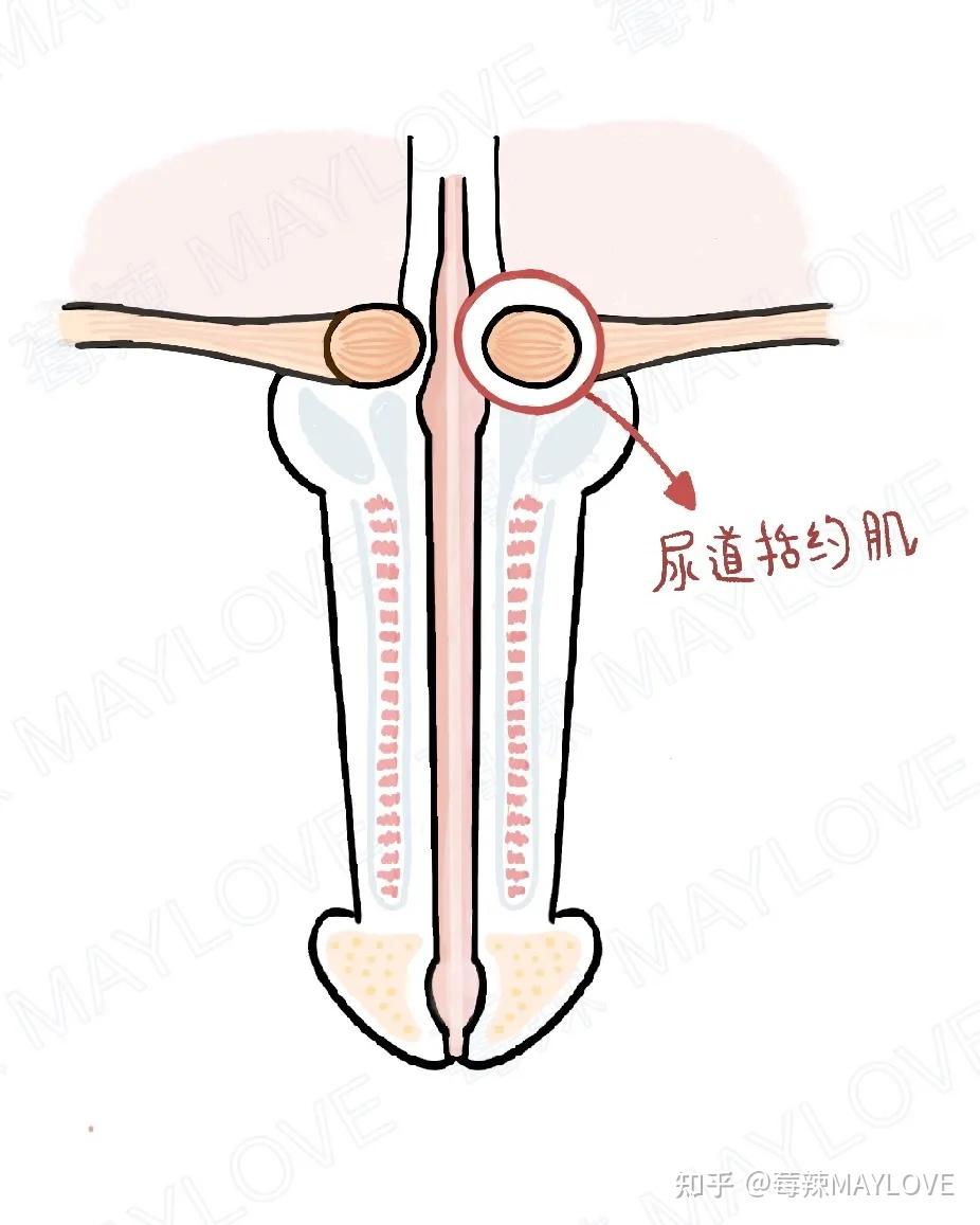 太监都被割了还怎么尿尿啊?