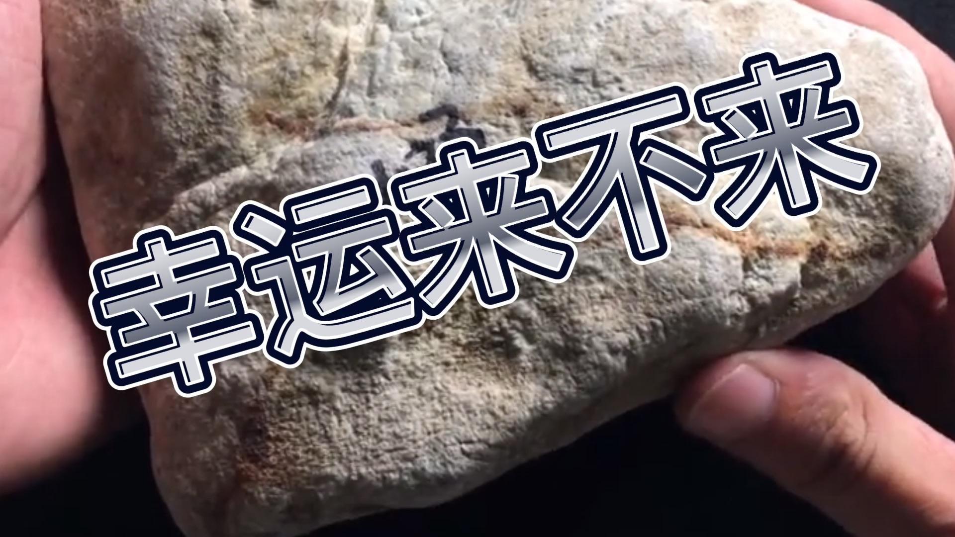 菩提树下割肉喂鹰,佛祖讲的就是众生平等!