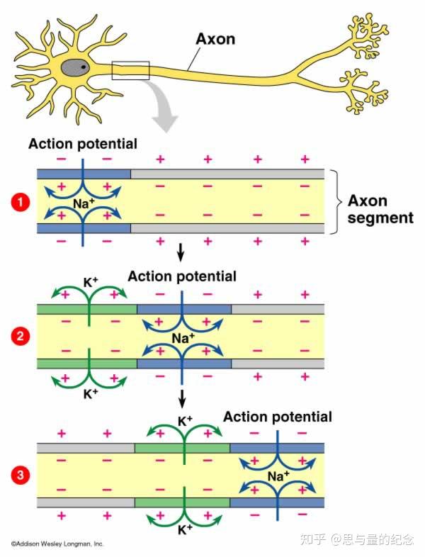 动作电位神经纤维图片