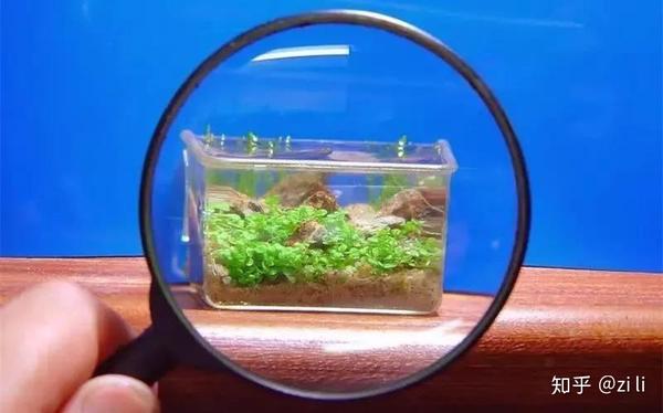 超小型纳米水草这样造景 知乎