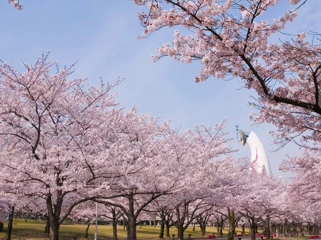 日本樱花季是什么时候,去哪里赏樱好?