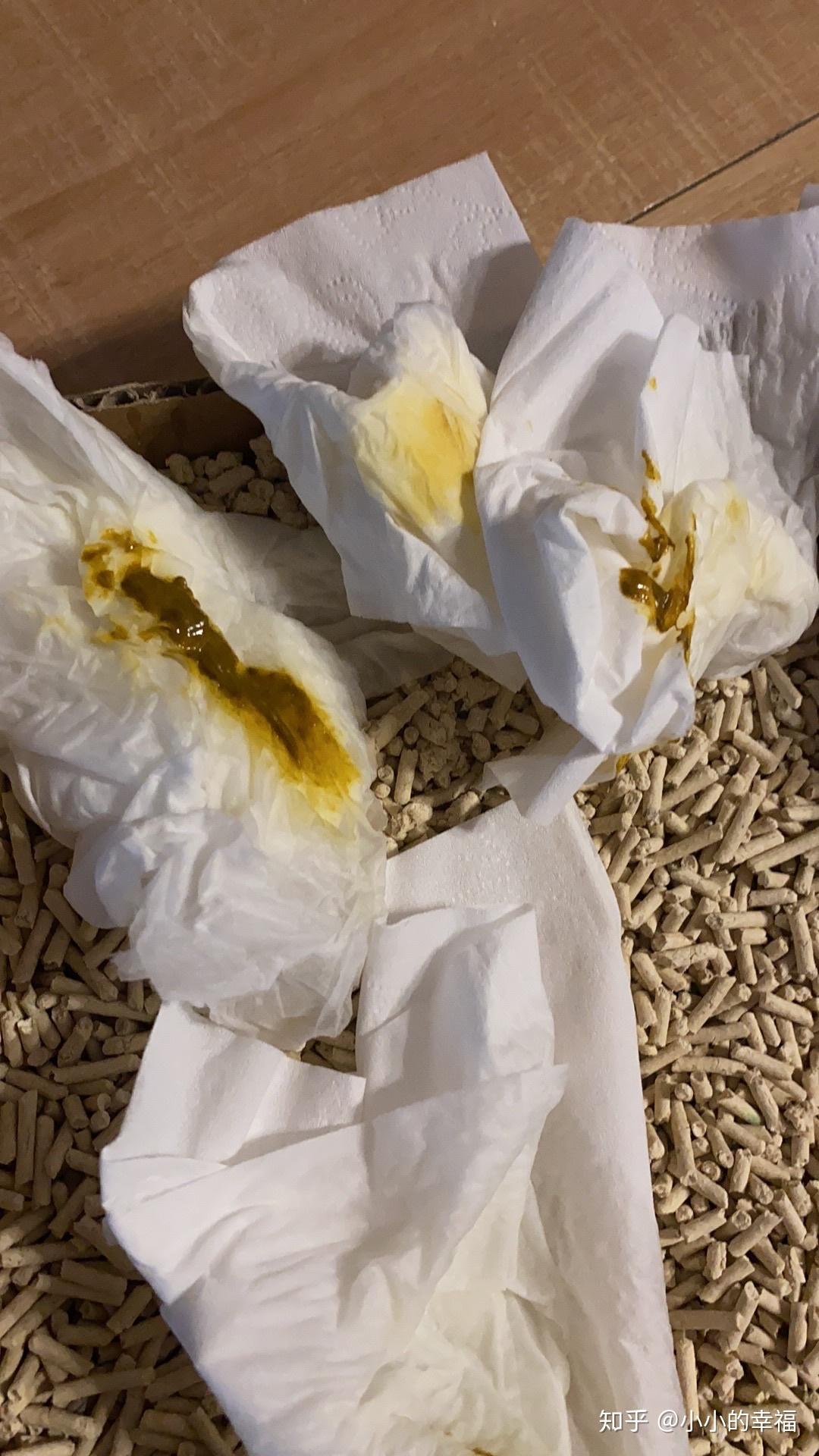 小奶猫拉黄色稀便 知乎