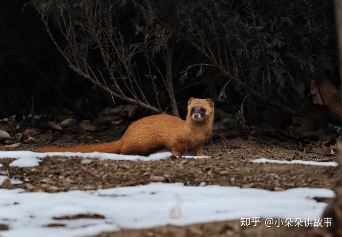 黄鼠狼排出的臭气可以让对方中毒,轻者眩晕呕吐,重者昏迷不醒.