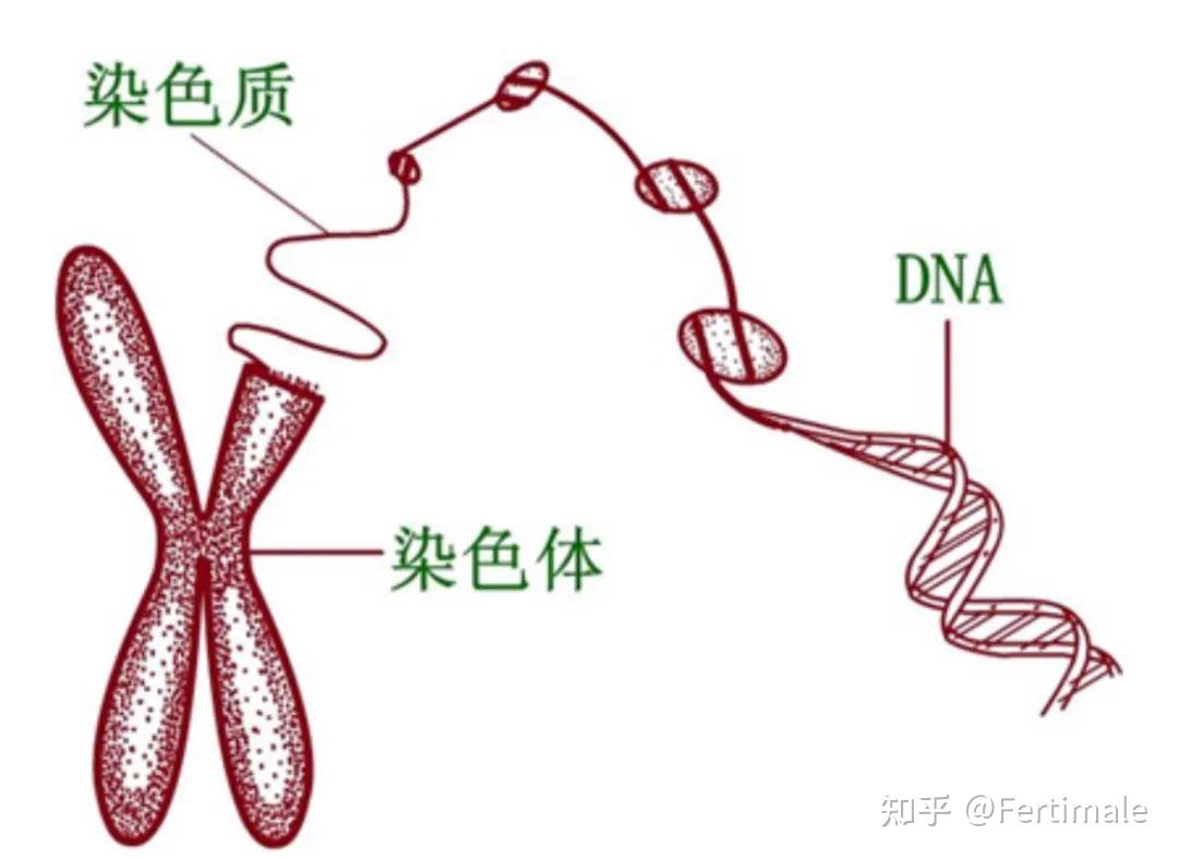 fertimale从精子dna碎片抗氧化开始