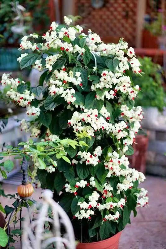 龙吐珠锦心绣口赤烈纯洁花名册no00065