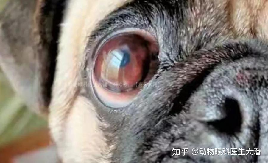 巴哥犬角膜溃疡角膜炎的治疗