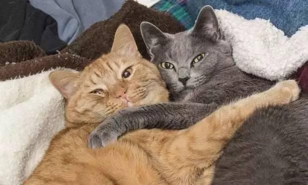 猫奴必看丨“吸猫”该怎么翻译? - 知乎