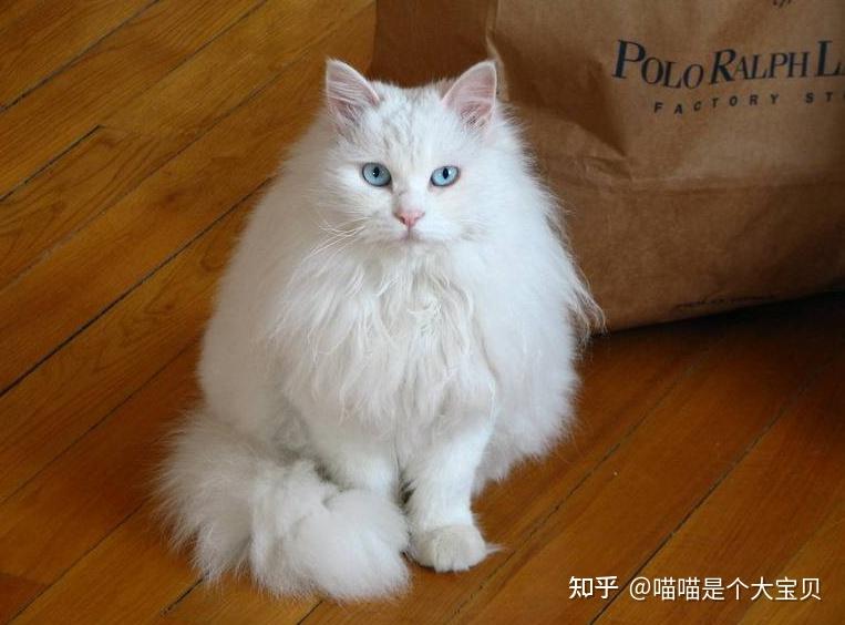 狮子猫与布偶猫傻傻分不清?超容易区分!一看就懂 - 知乎