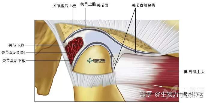 翼下颌韧带图片图片