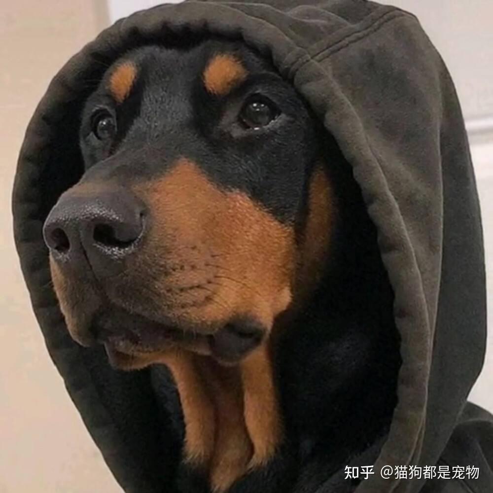 这6种狗狗,符合大家的审美,人人见了都说“帅气”! - 知乎