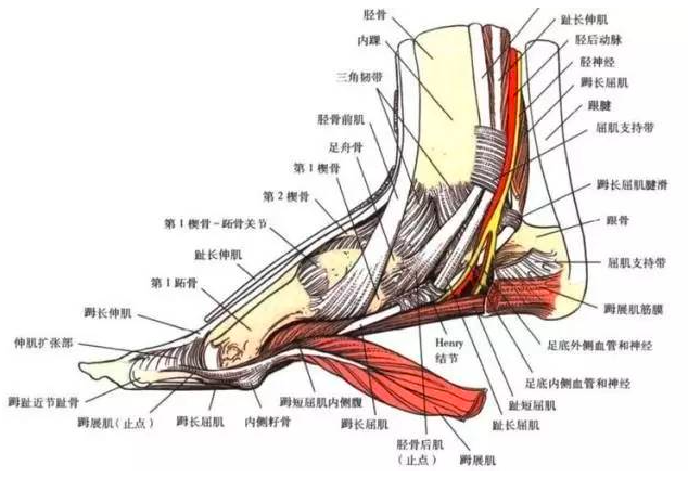足踝部肌腱解剖图图片