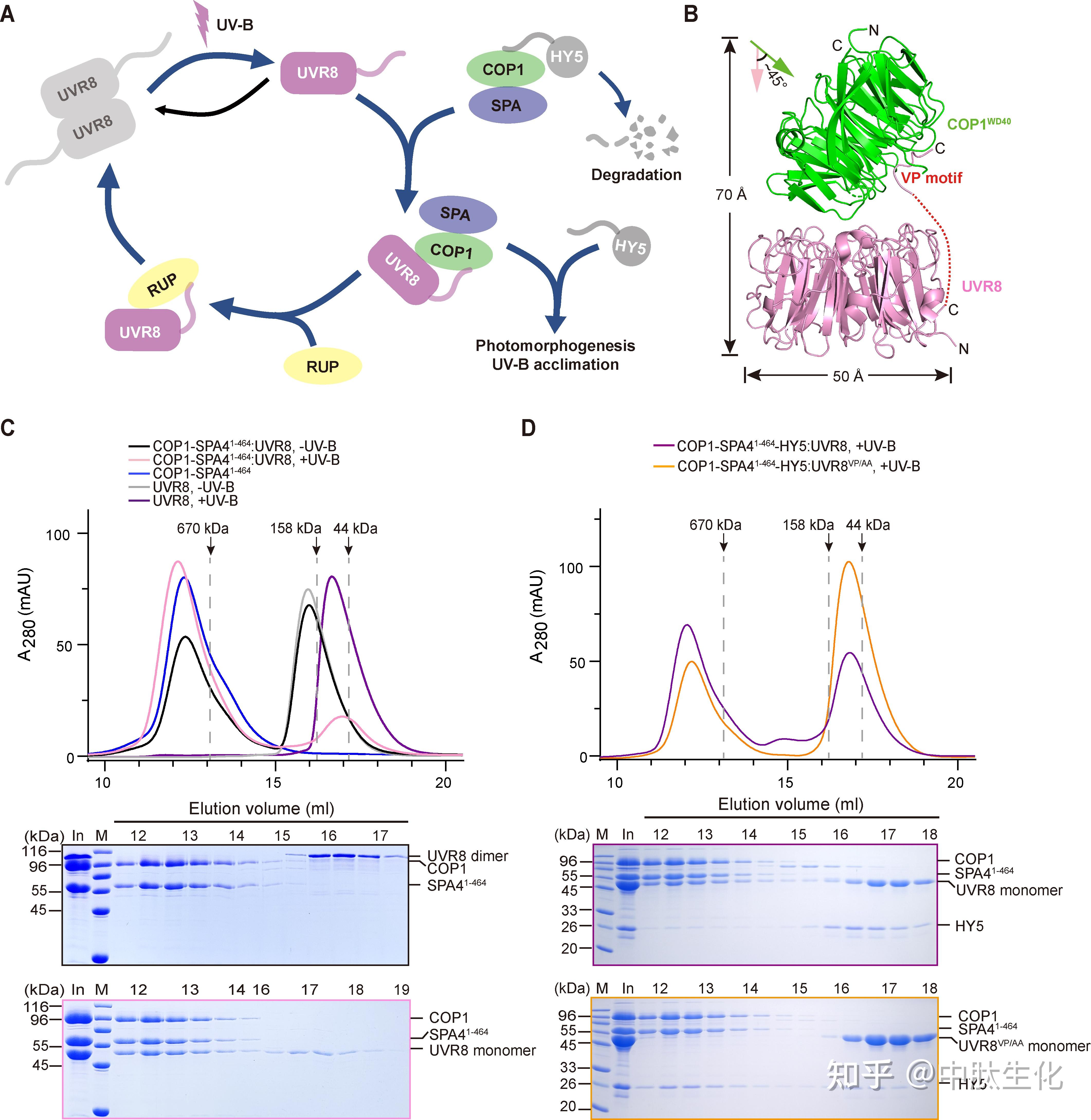 Science Advances:揭示紫外光UV-B受体UVR8结合COP1的分子机制 - 知乎