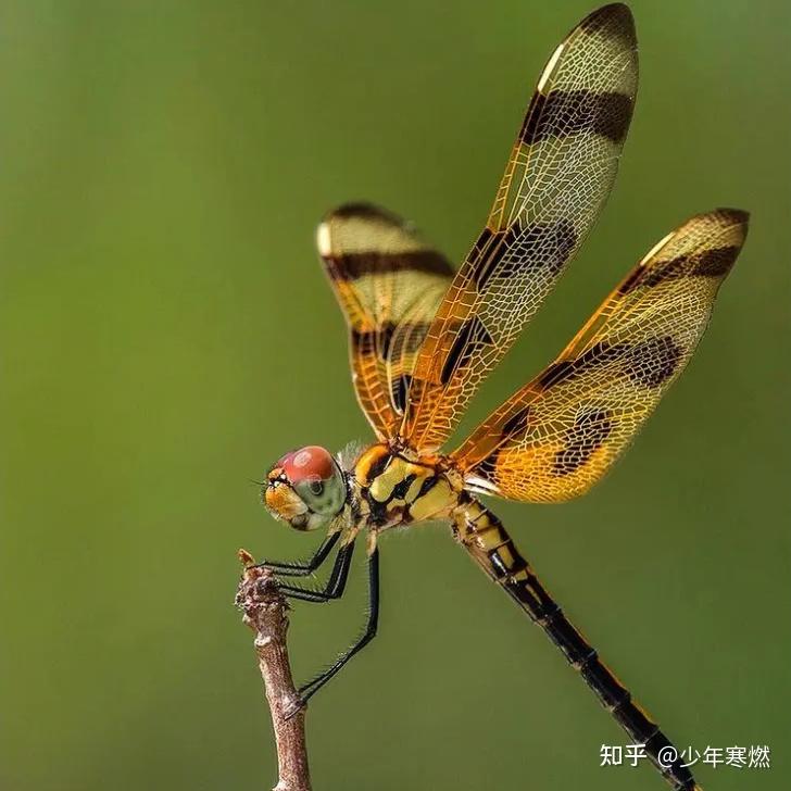 寒燃科普丨空中三大霸主之「蜻蜓」
