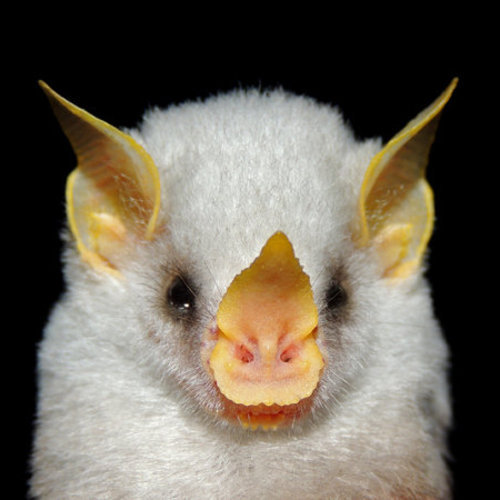 叶口蝠,属食虫蝠洪都拉斯白蝙蝠也属于叶口蝠菊头蝠,属食虫蝠它们鼻子