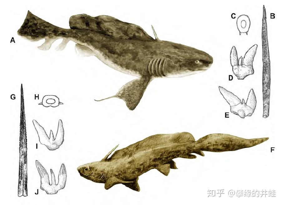 巴西发现的二叠纪异棘鲨triodus richterae牙齿化石