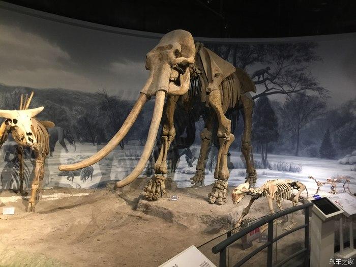 袍子,长毛象等化石骨架棕熊及其他熊类格陵兰冰芯年