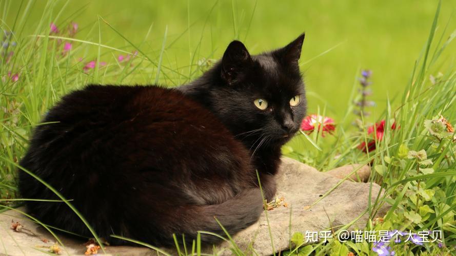 为什么老一辈说，养猫就养“黑猫”，原因很真实 - 知乎