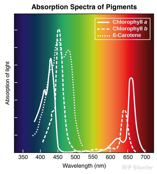叶绿体色素的吸收光谱图片