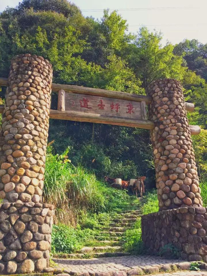 历历万乡吃着红柿去露营今年秋天衢州东坪又将柿子玩出新高度