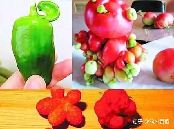 小辣椒不还会影响征信吗(小辣椒为什么还能活着)