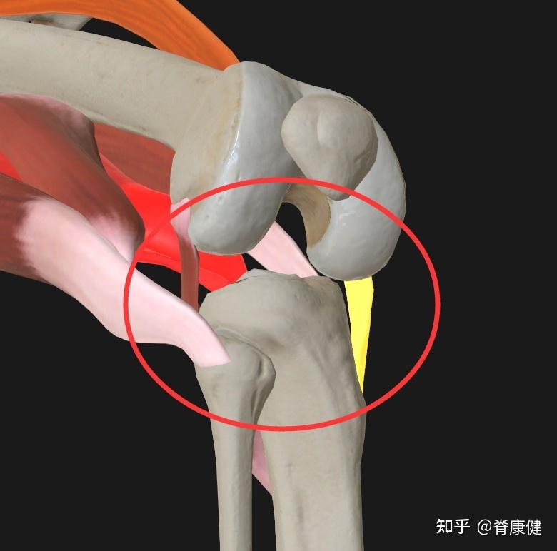 如何判斷脛骨內旋還是外旋? - 知乎