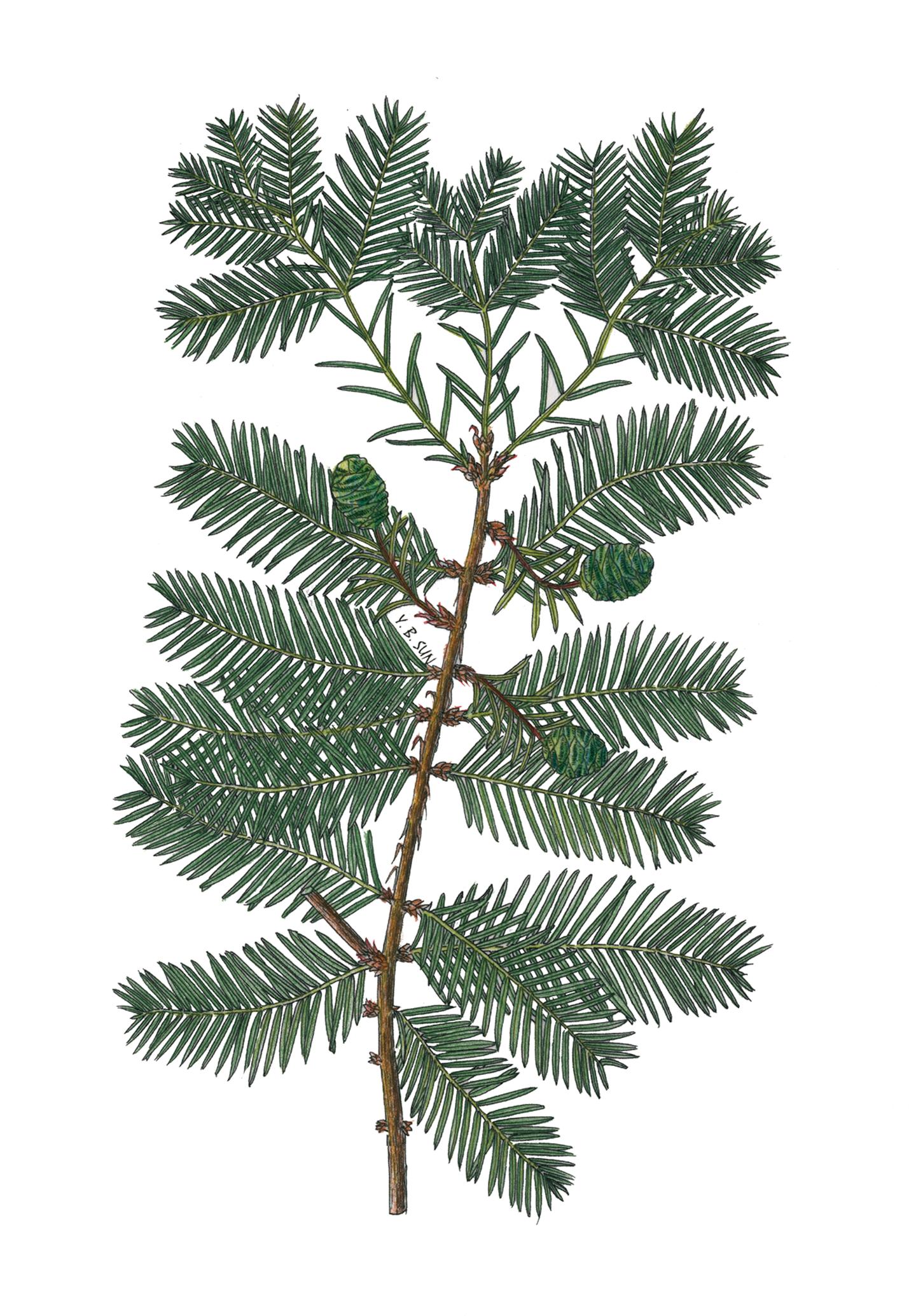 科学绘画||裸子植物杉科的家族明星成员——水杉