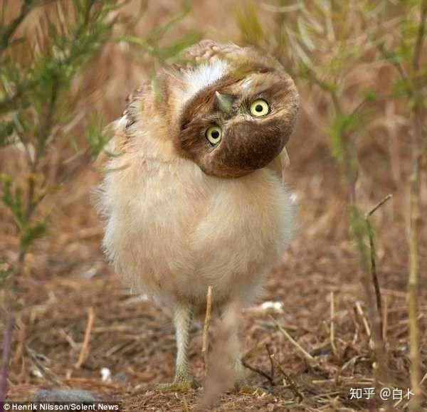 有羽毛鸟禽恐惧症吗