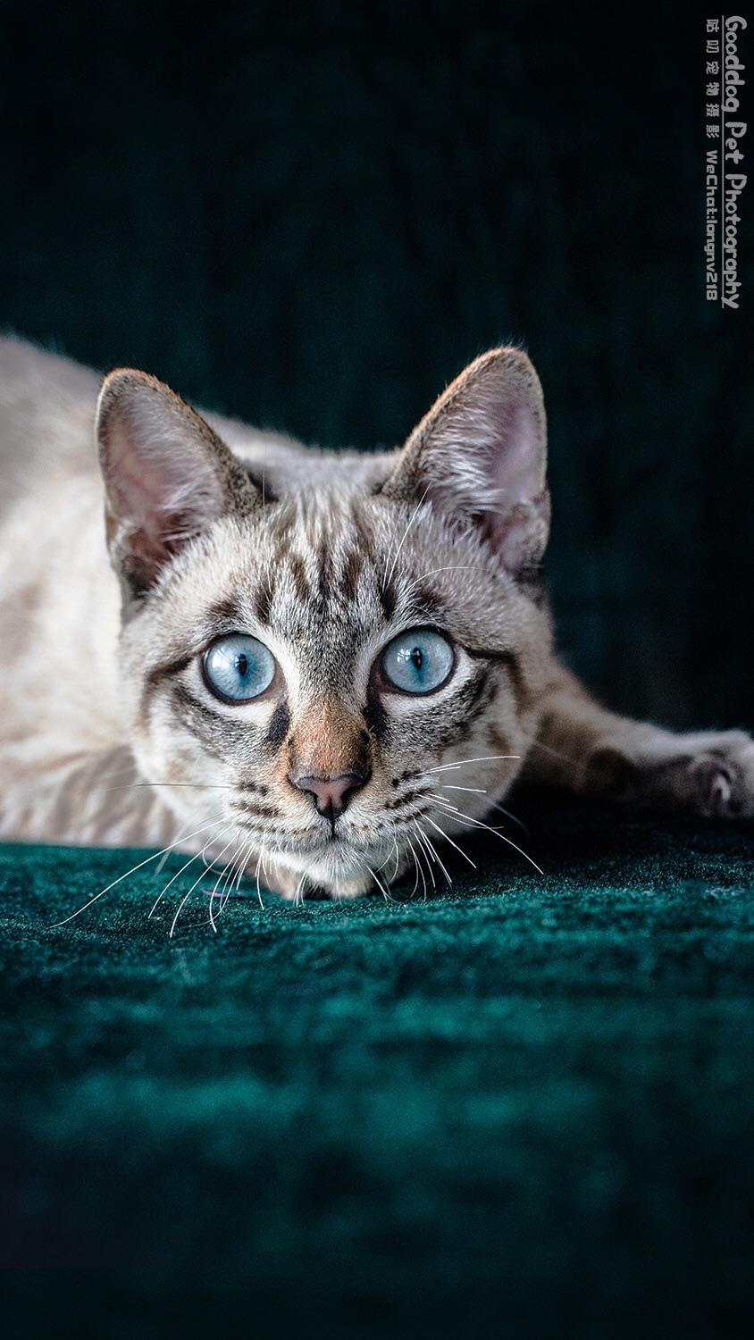 美到可以拍广告的虎斑猫