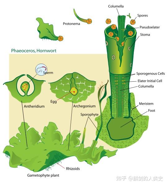 地球生物全系列植物篇植物界角苔门