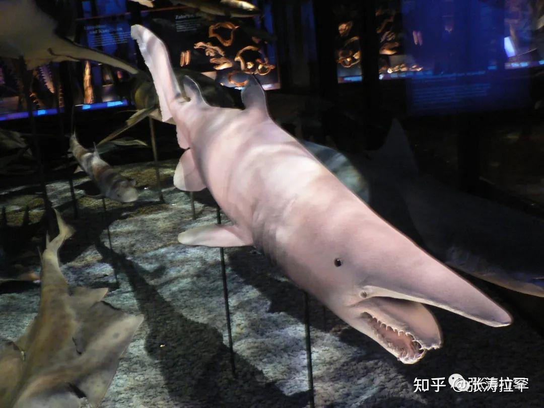 你见过这些长相最奇特的动物吗?(04图文版)