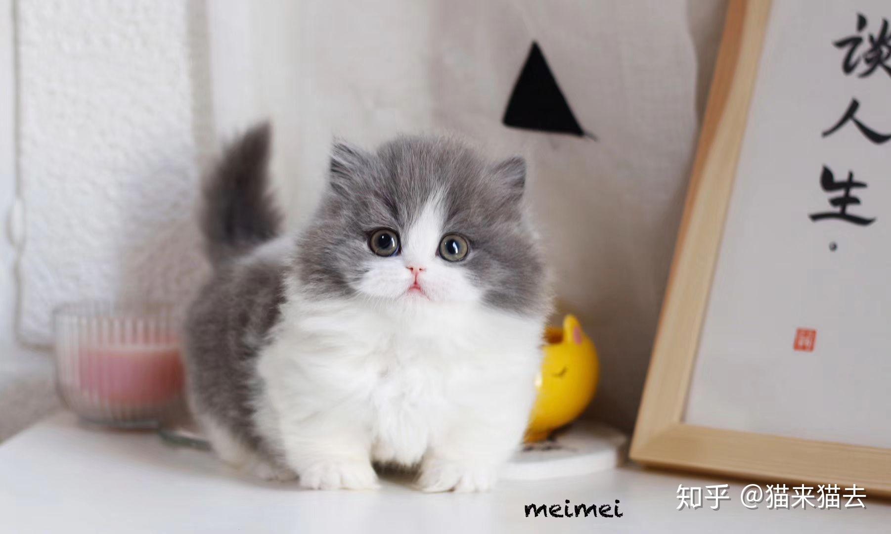 一组让你大开眼界的宠物猫品种图片 – 莘羽萌宠网