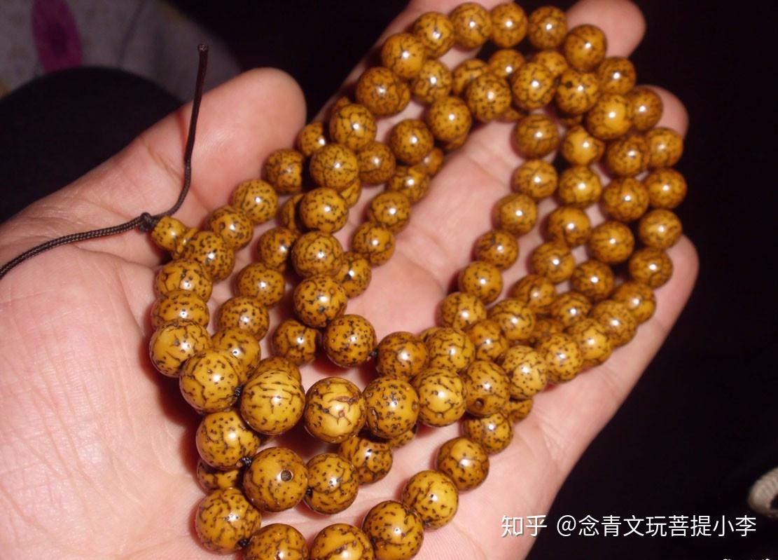 文玩涨姿势:金丝菩提