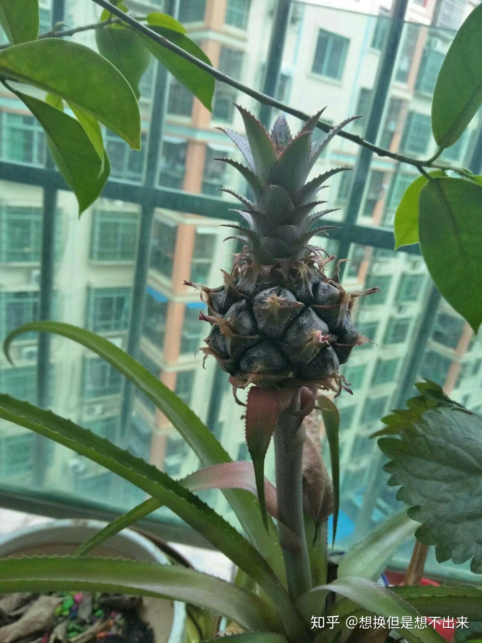 菠萝开花的室内植物 - 如何在室内种植菠萝溴eliad品种 - manbetx体育
