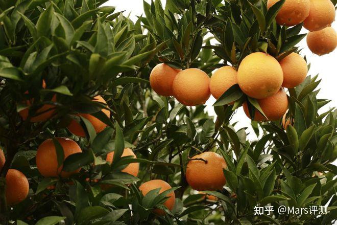 聊一聊咱家乡的水果——湖北秭归伦晚脐橙