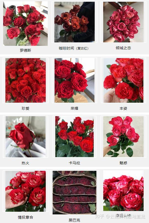 高原红玫瑰介绍图片