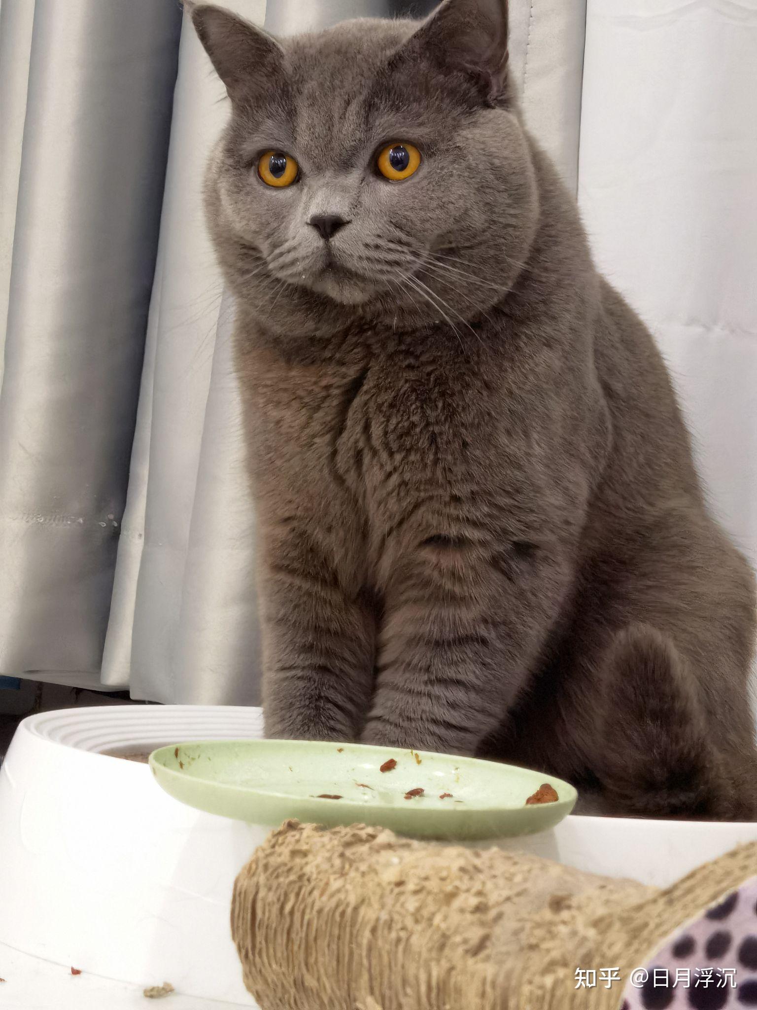 给肥猫找个靠谱的铲屎官