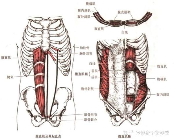 腹直肌外缘与肋弓图片图片