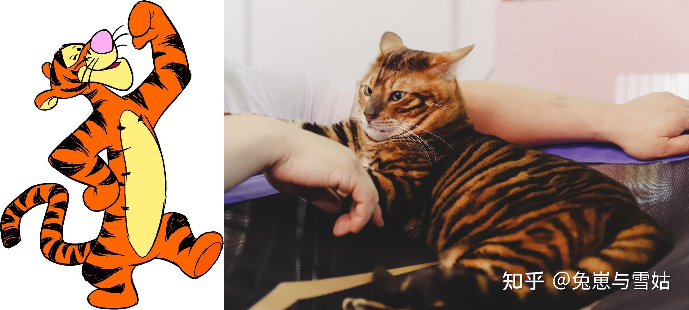 汤姆汤姆(tom)是米高梅公司制作的经典动画片《猫和老鼠》中的主角之